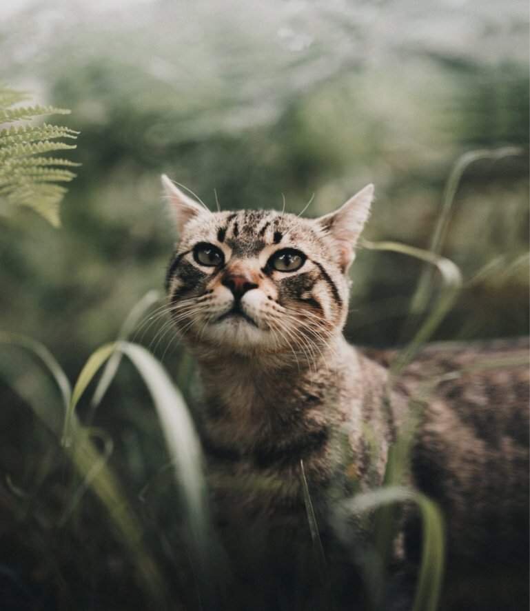 Фото с animals.pibig.info для примера