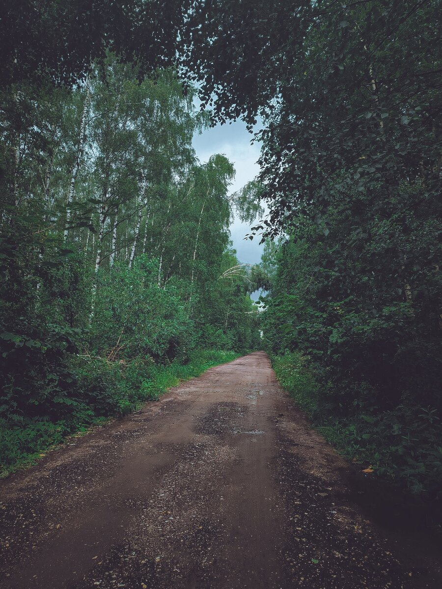 Лес после дождя