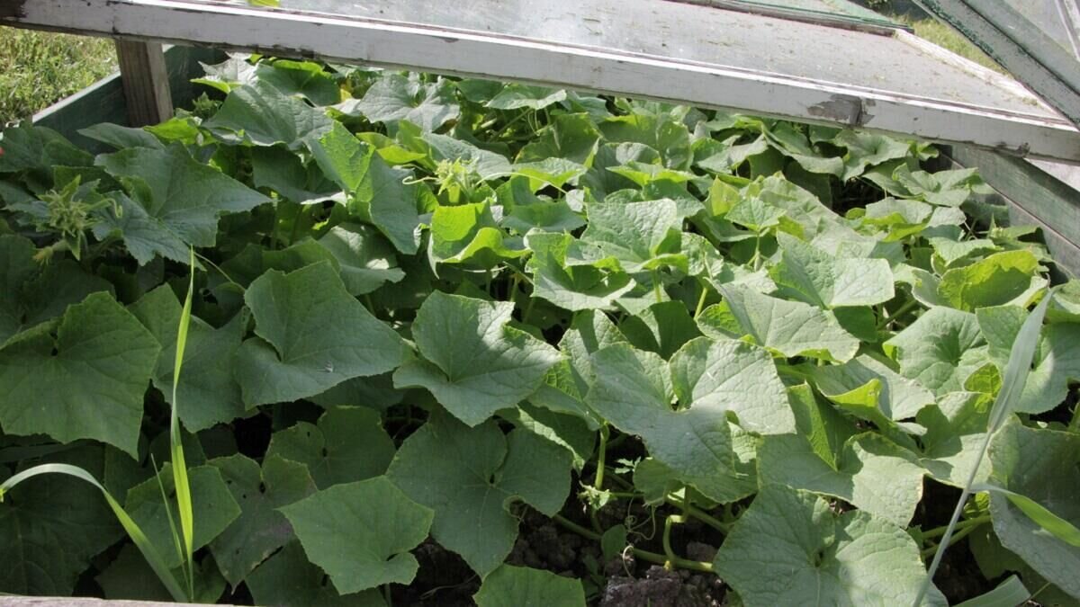    Огурцы© Globallookpress Komsomolskaya Pravda