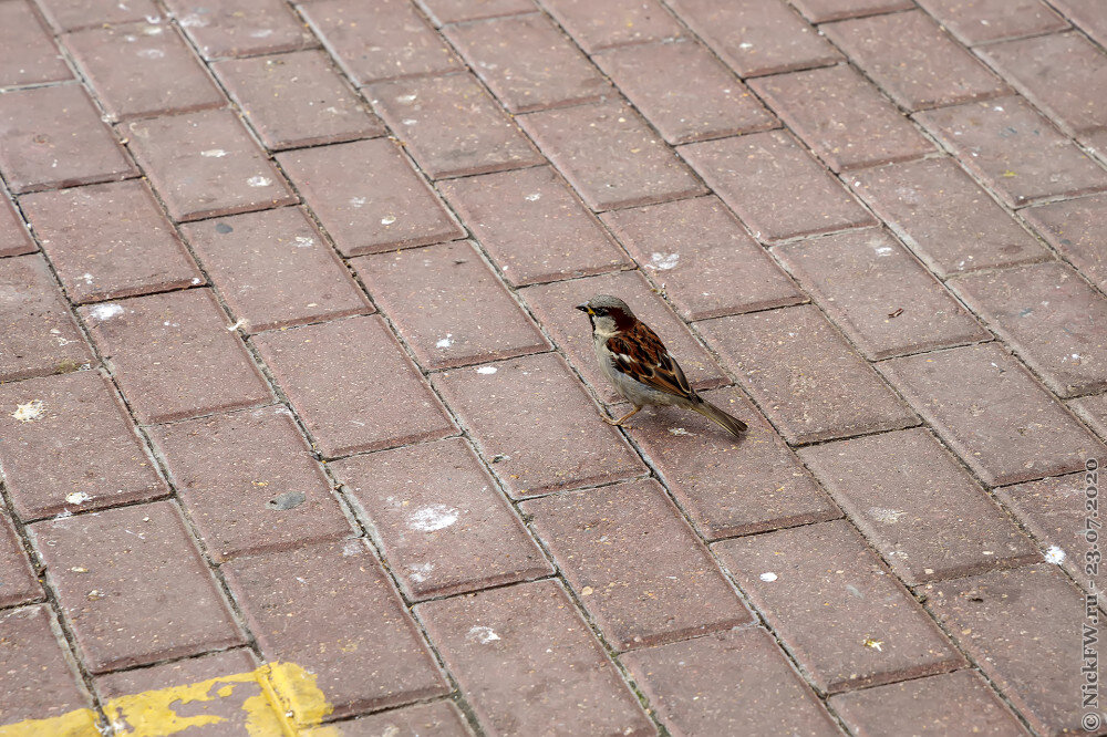 1. Домовый воробей - самец © NickFW.ru - 23.07.2020г.