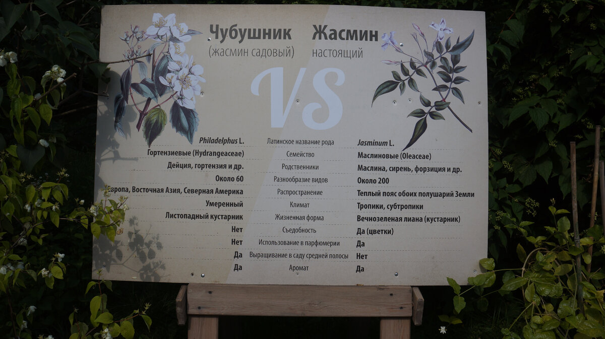 Шпаргалка в ботаническом саду МГУ на Воробьевых горах