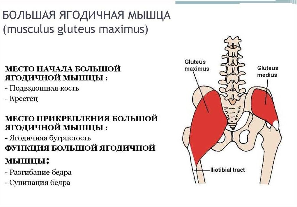 Ягодичные мышцы это больше, чем просто подушки для сидения