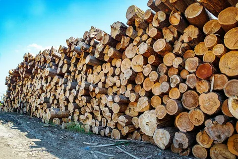 Оказывается, древесина очень нужна Евросоюзу