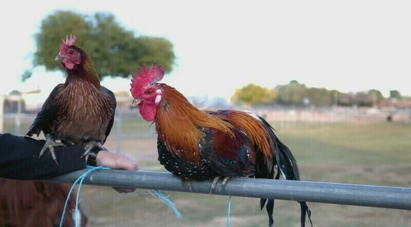    Фото: azchickens.com