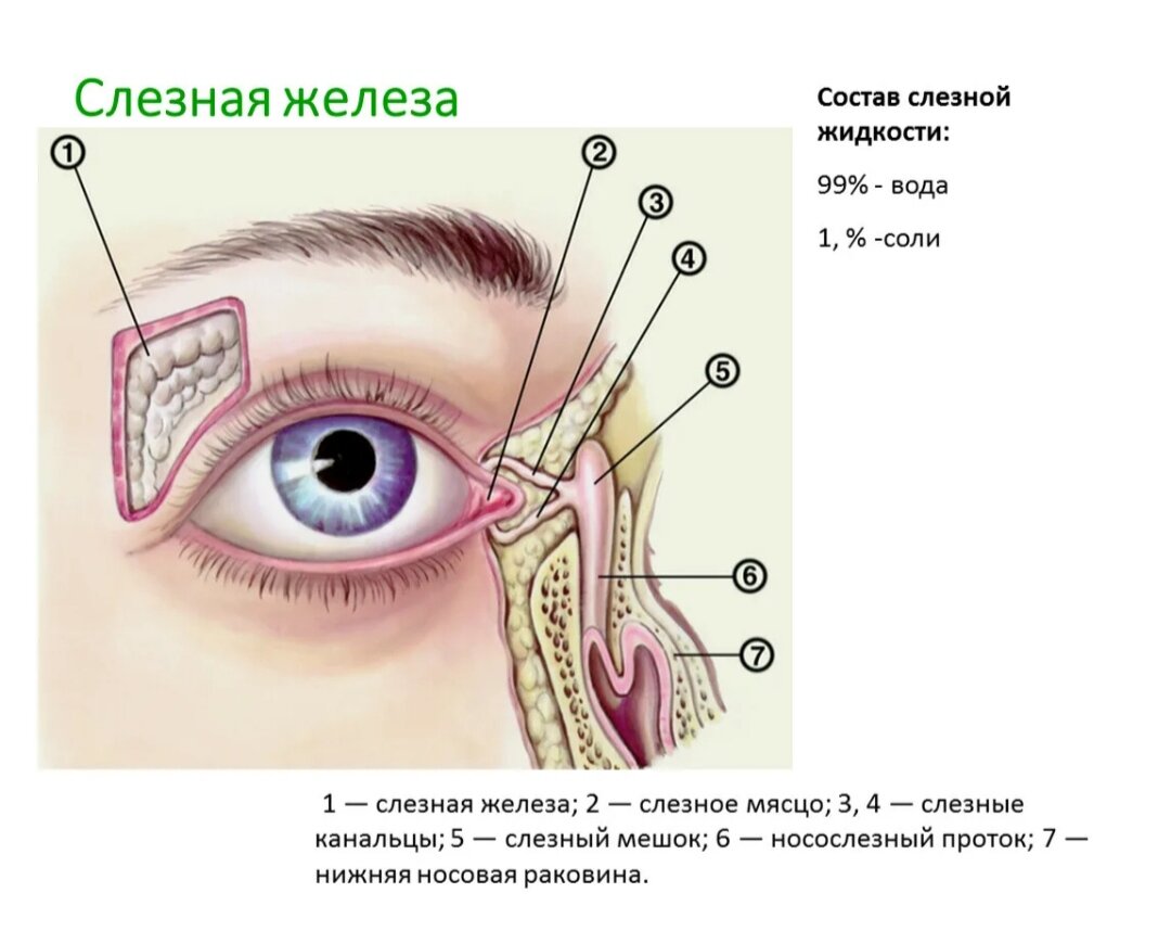 Дакриоцистит у ребенка: полное описание, симптомы и причины