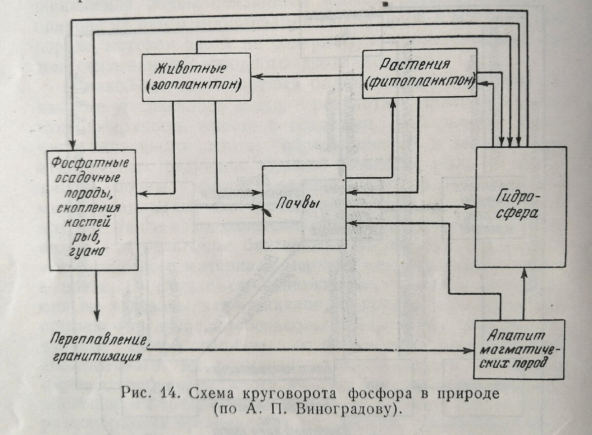 Круговорот веществ в биосфере – энергия, сущность и значение биологического круговорота