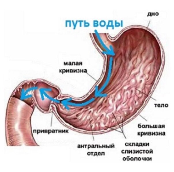 Как вода из желудка попадает в почки схема