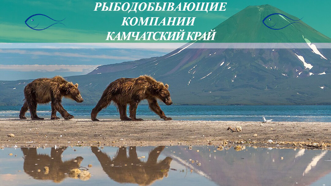 Рыбодобывающие компании Камчатки