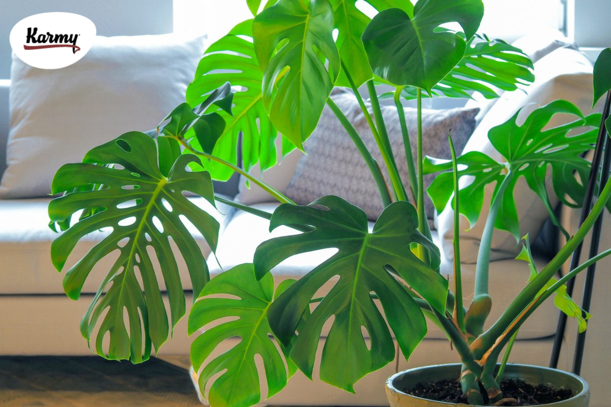 Авторское изображение с использованием картинки с фотостока "Unsplash"