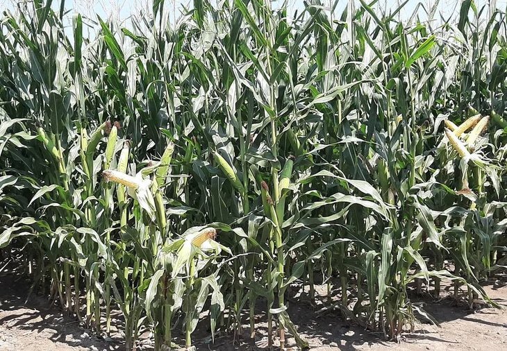    Личный враг кукурузы на хранении расширяет глобальное присутствие