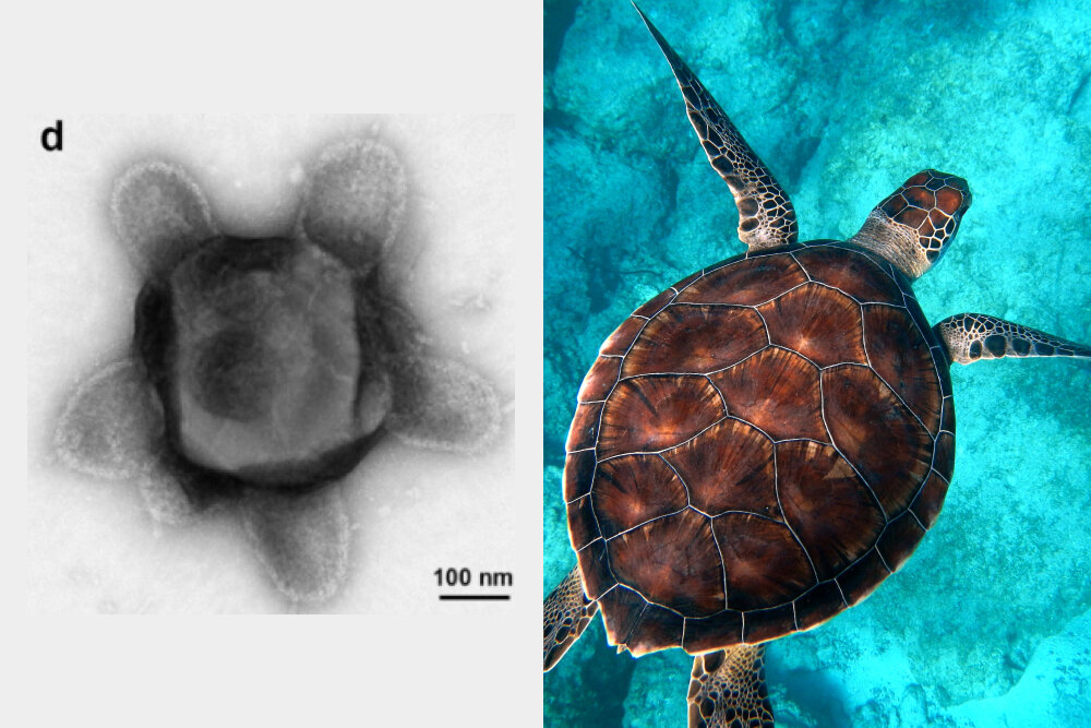     Фото: Blanchard et al./bioRxiv