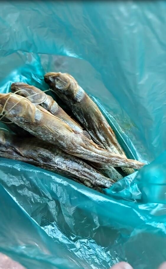 Почем рыба на рынке в Седово ?