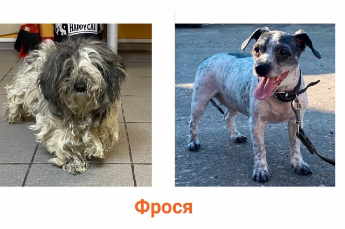    В Твери были спасены 8 собак, которых нашли в квартире умершей заводчицы