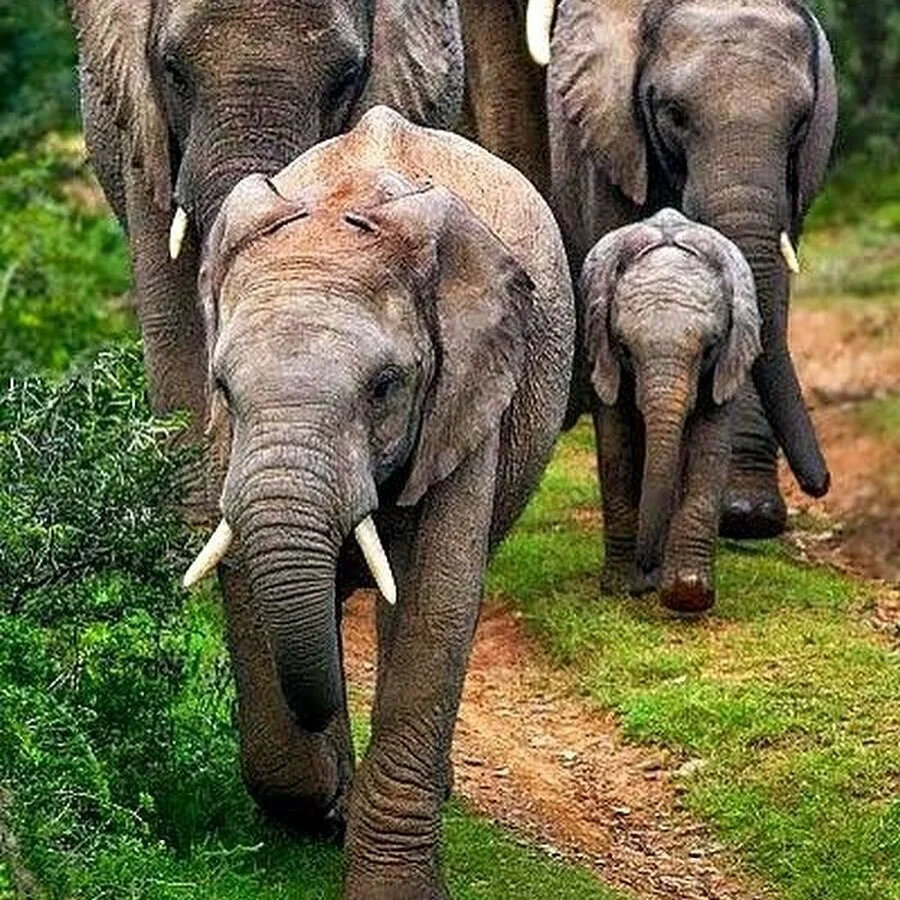 4 слоника. Слон. Красивый слон. Н Л О. Семья слонов.