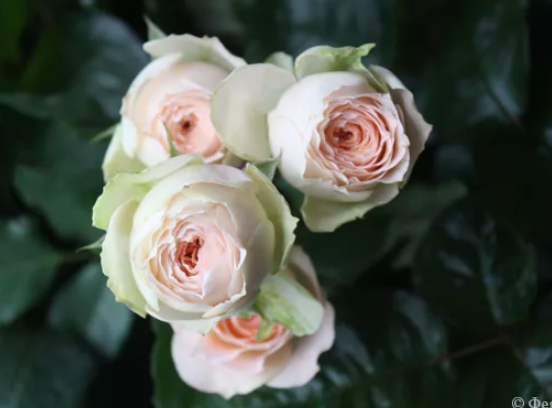 Павлова. Pavlova.