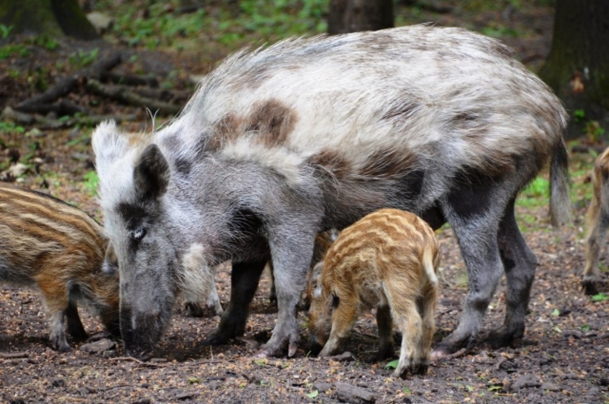    Кабаны обокрали посетителей пляжа в Испании