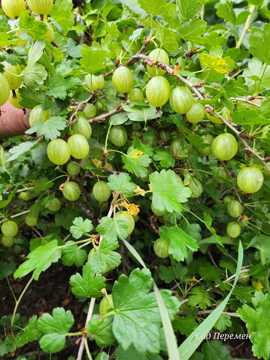 Ягоды распределены равномерно и под листьями.