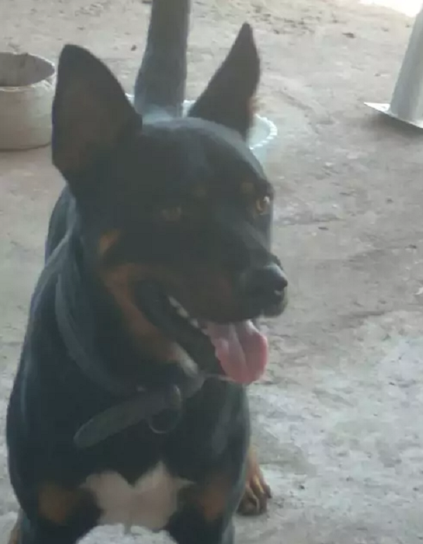 Пес. Источник фото: https://www.universoanimali.it/uomo-che-presta-servizi-in-una-casa-si-accorge-che-il-cane-e-maltrattato-e-decide-di-portarlo-via-le-reazioni-del-web/