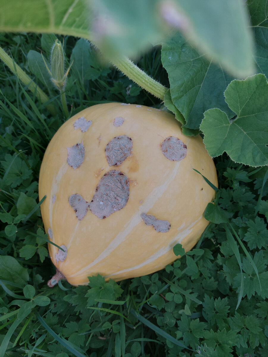 Тыква раненная