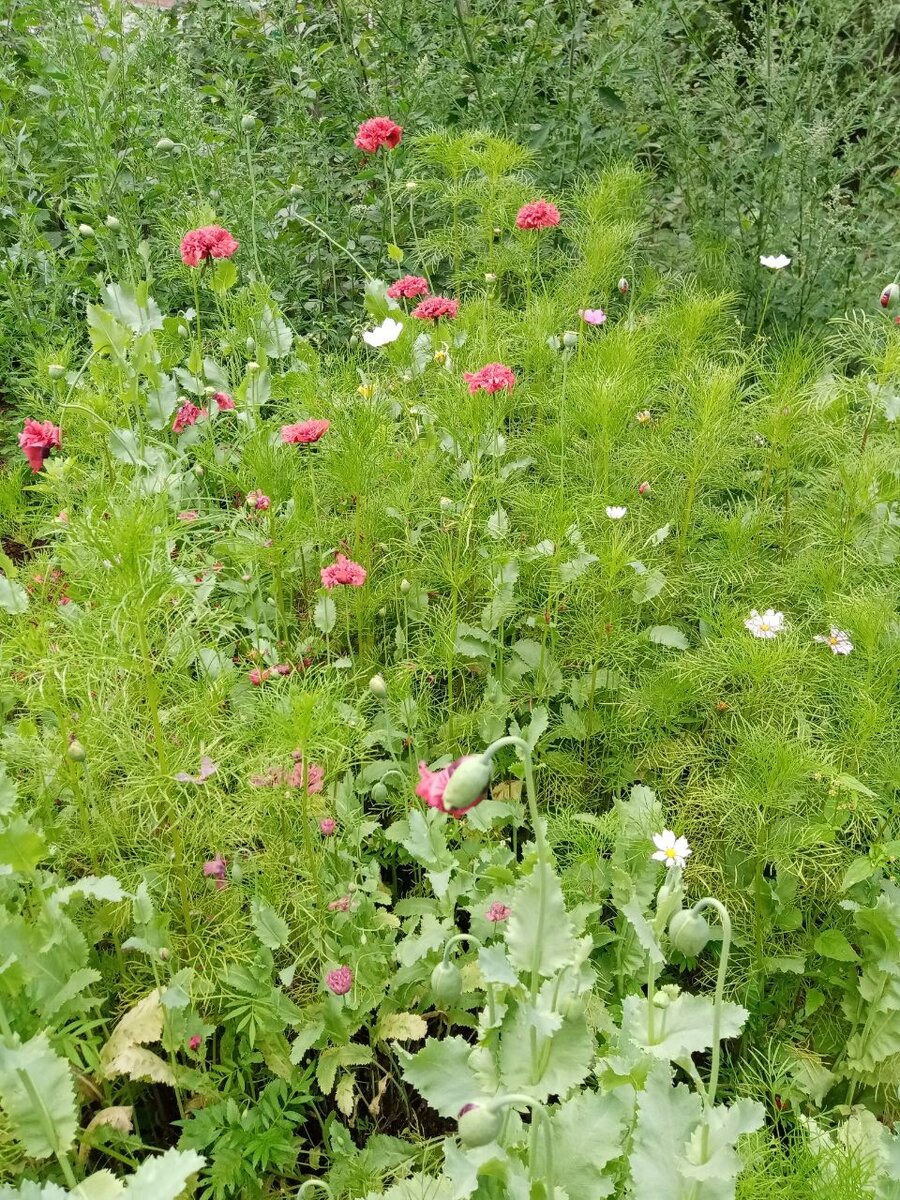 фото из личного архива автора, цветы в палисаднике.