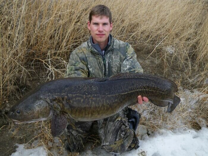 При определенных условиях ловится руками! |Фото: activefisher.net.