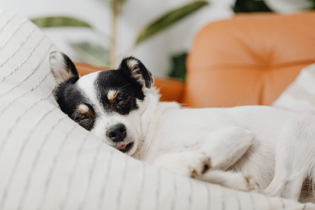 Сонник собака без. Puppy ночные. Сон собаки. Чарли сон собака. К чему снится собака девушке.