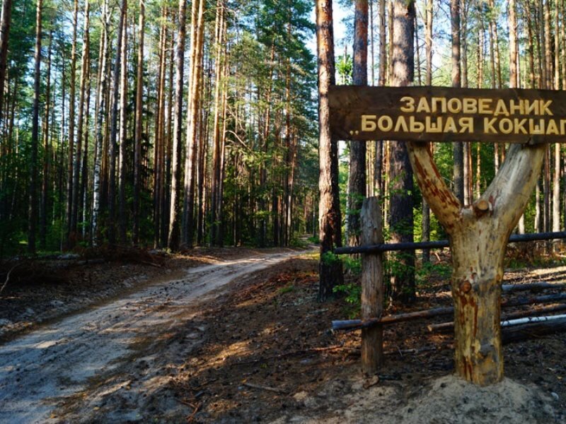 Создание государственного природного заказника. Заповедник большая Кокшага. Йошкар-Ола заповедник большая Кокшага. Заповедники Марий Эл Марий. Заповедник большая Кокшага Республики Марий Эл для детей.