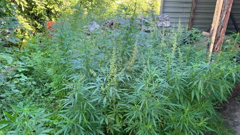     Конопля ГУ МВД Алтайского края