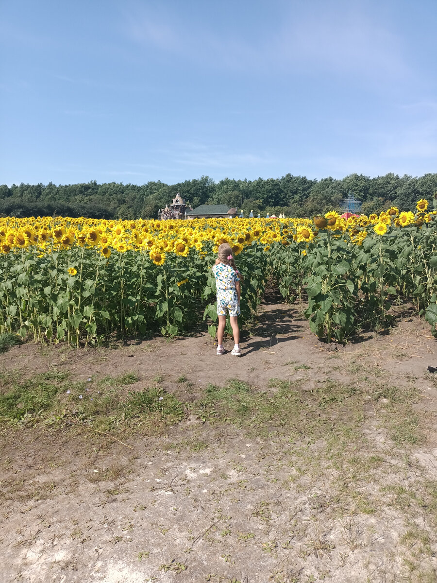 Поле подсолнухов 