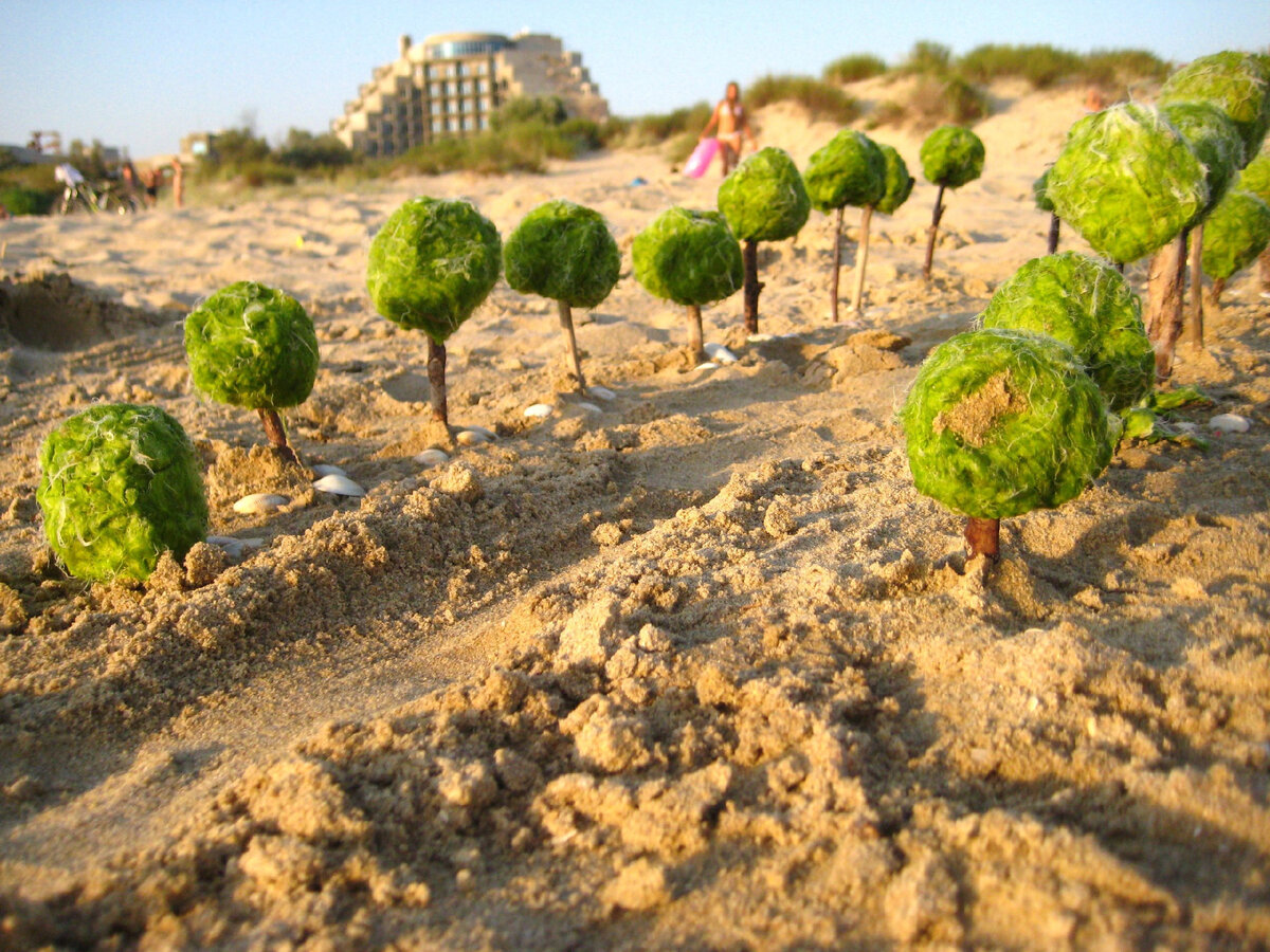 Зеленые шарики слеплены из камки - водорослей, которые к концу лета превращают морские отмели в салатовую кашу)