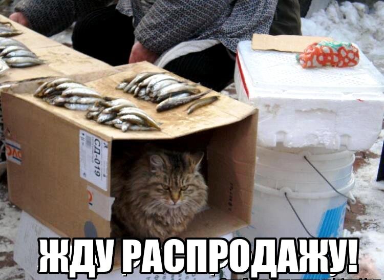Рыбов не даёте, так дайте хоть акции подешевле купить.