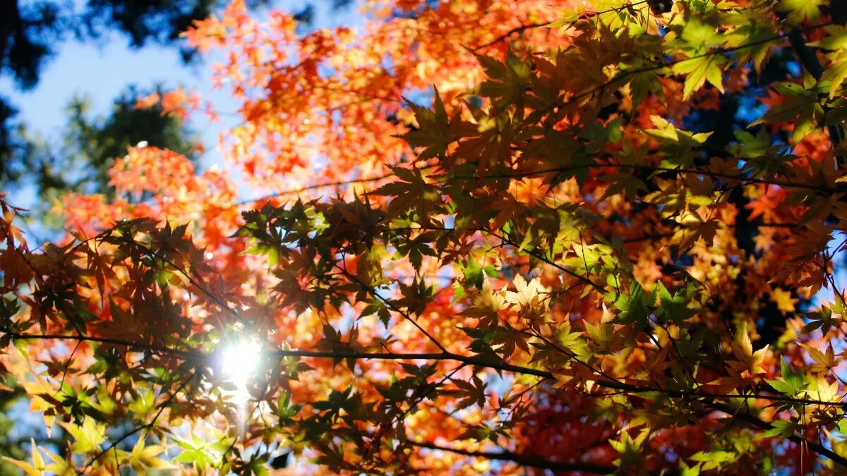 Иногда осень балует теплом и светом. Фото: unsplash.com