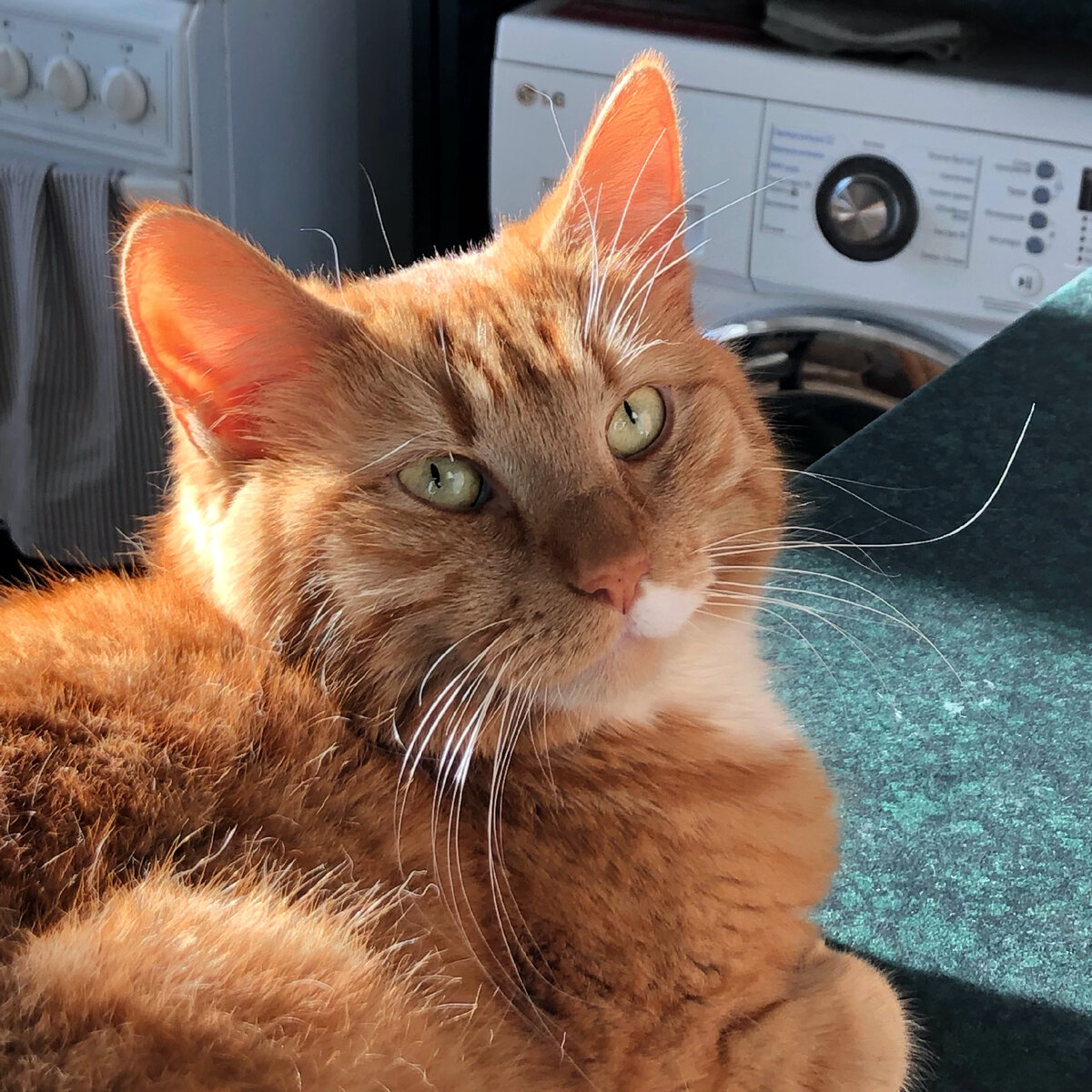 Даже моя Тигруля регулярно делает растяжку:)