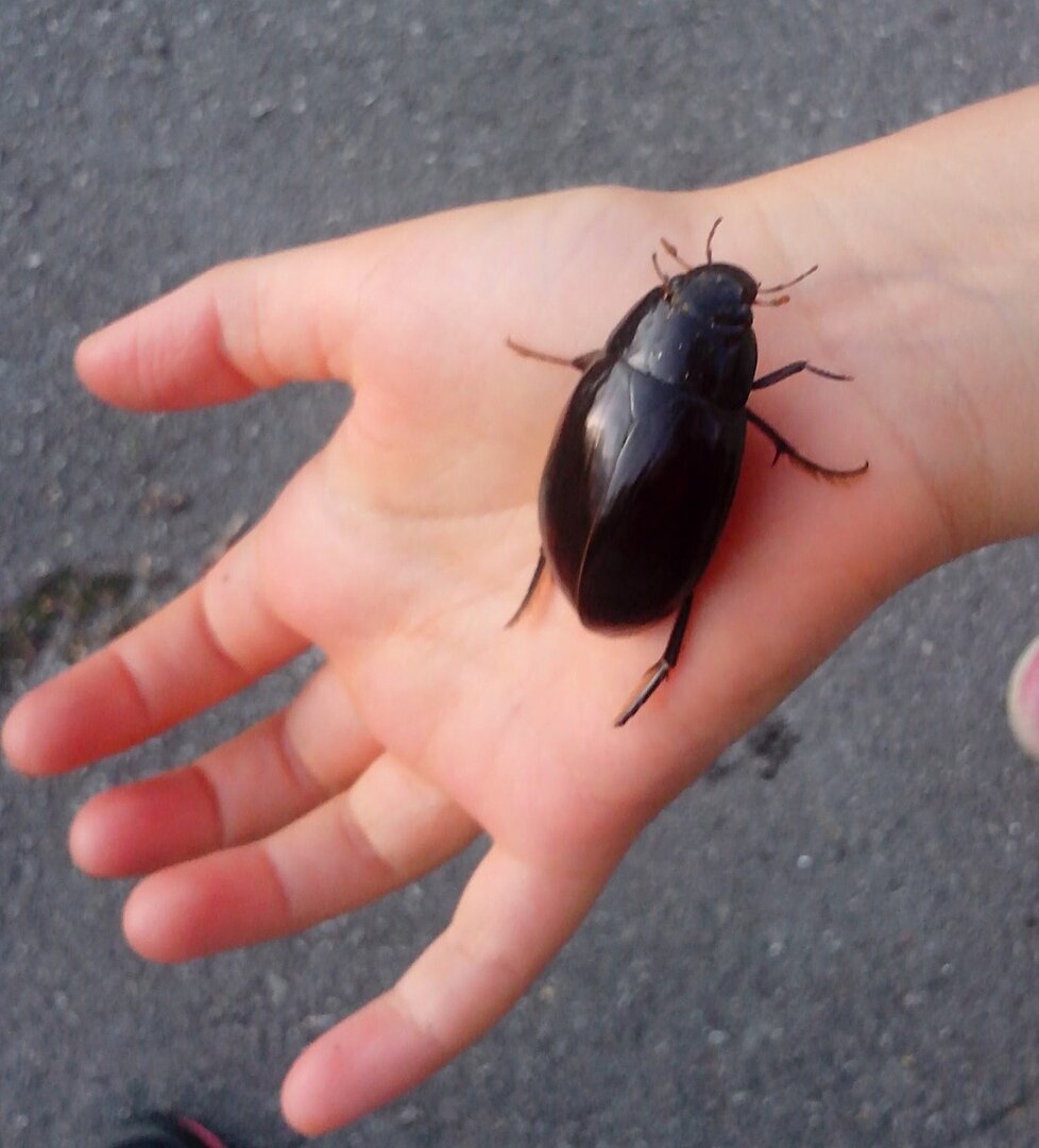 Как выглядит самый большой жук Rhinoceros Beetle #bug #bettle #insect: Gresshopper