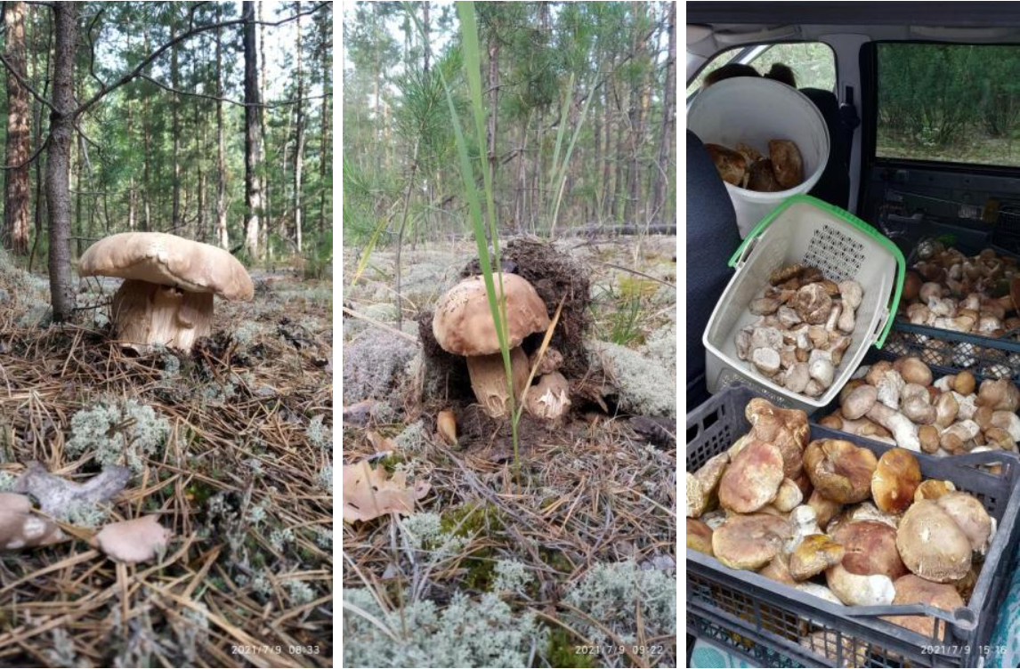 На Урале нашли «кудрявый» краснокнижный гриб