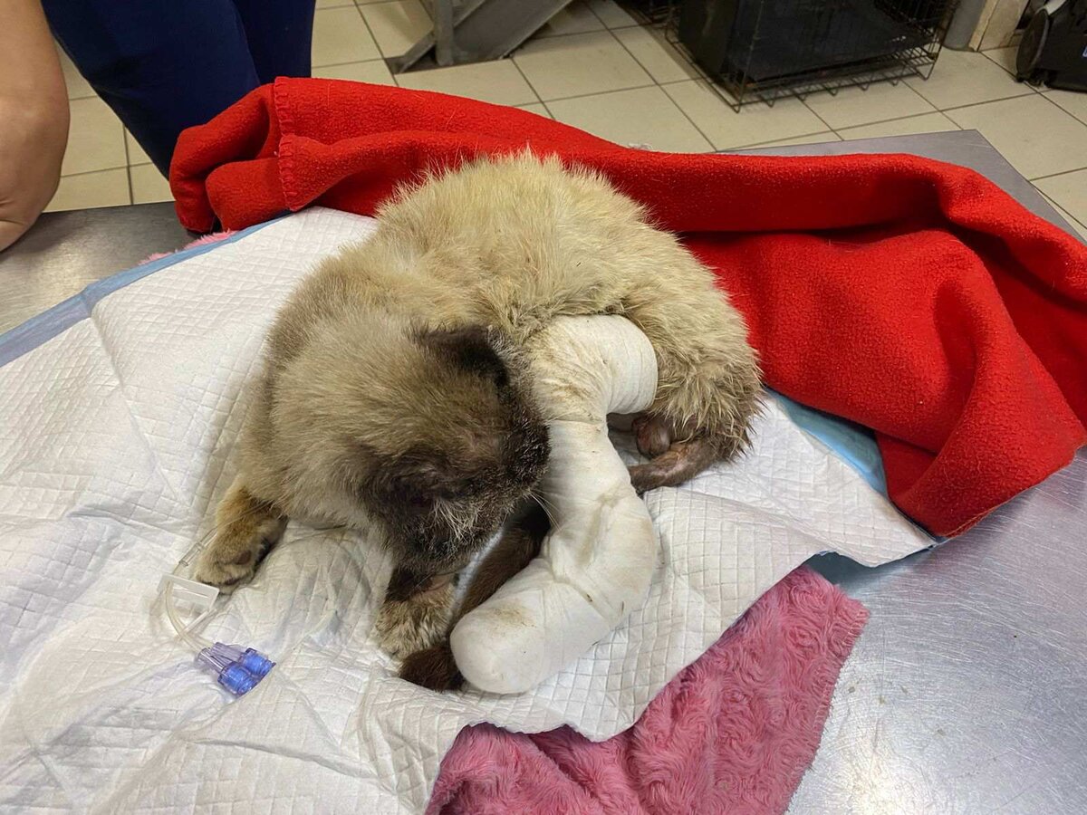 Котик в клинике