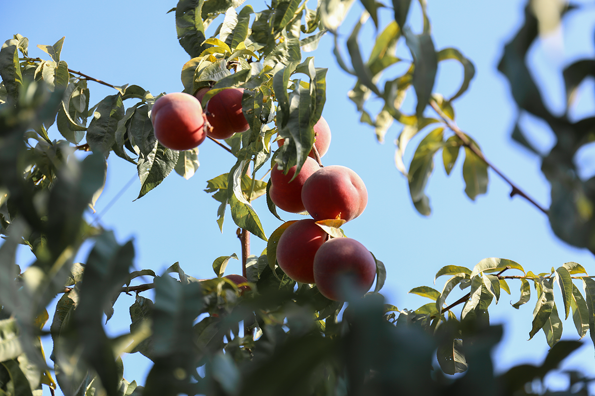 Фото: Зарема Алиева/ТАСС 
