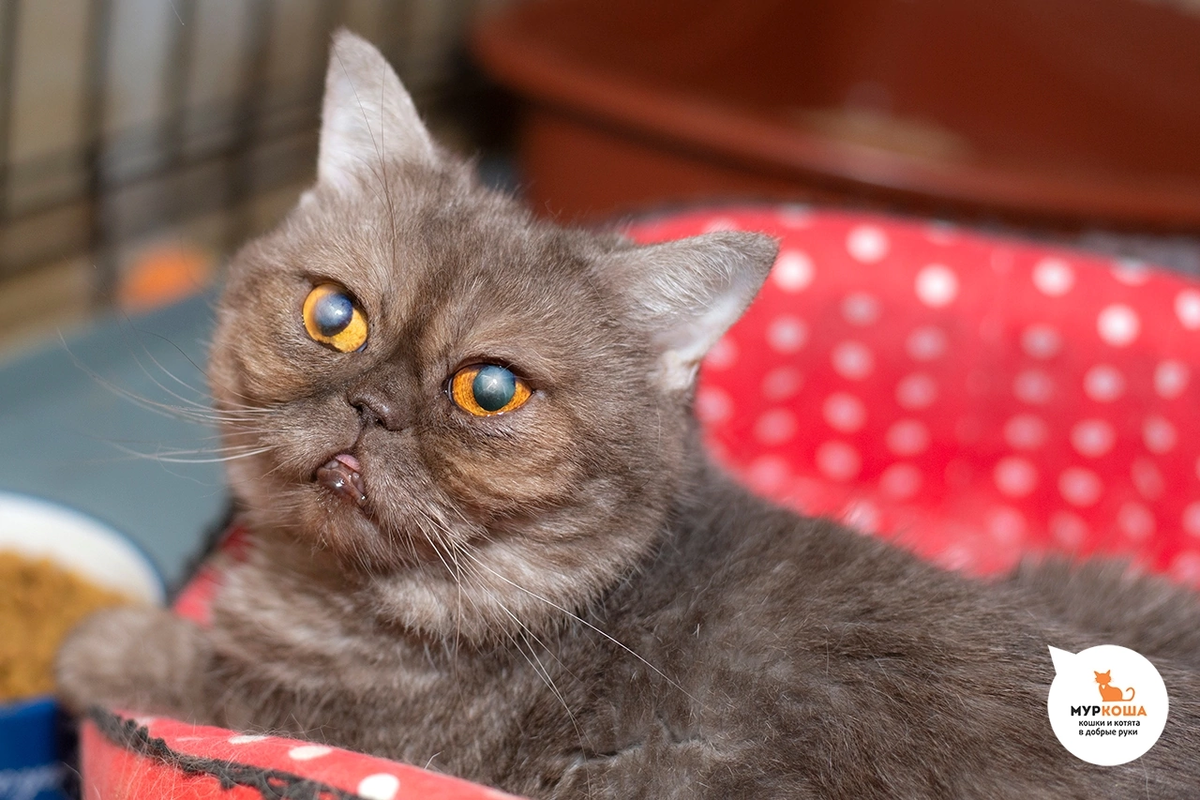 🚺 Лилис, 5 лет. Экзот