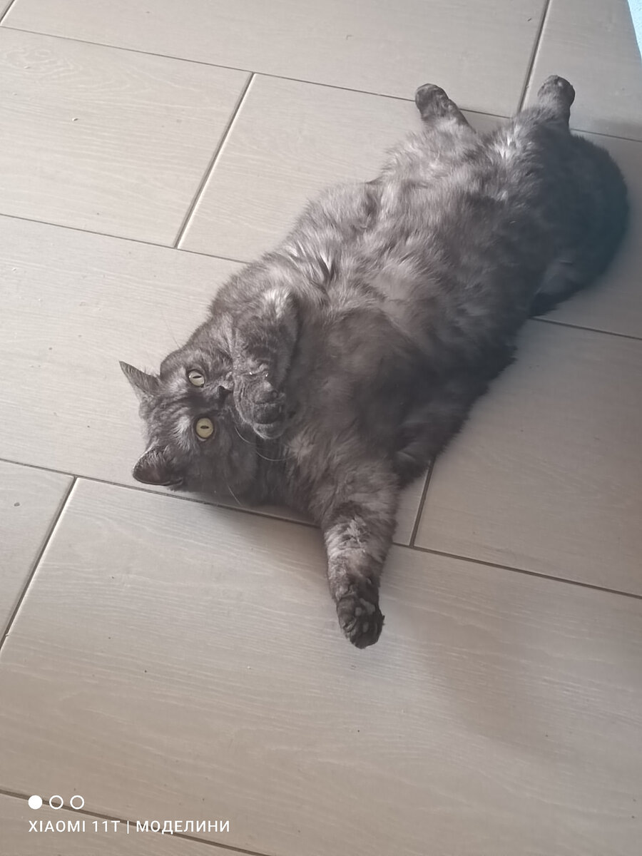 Не знаю, какое фото добавить (ну не пылесос же, и не пакет с мусором). Поэтому коша вам для настроения. Занимается йогой на досуге