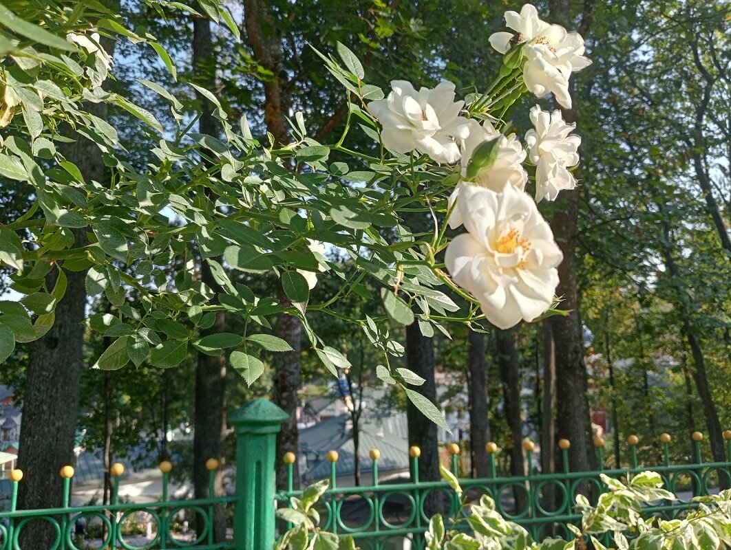 Псково-Печерский Свято-Успенский мужской монастырь