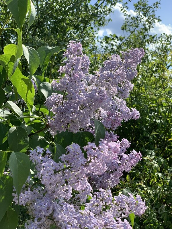 сирень лила вандер. сирень кустарник. сирень кэнди роуз. сирень обыкновенная кустарник. куст сирени род.