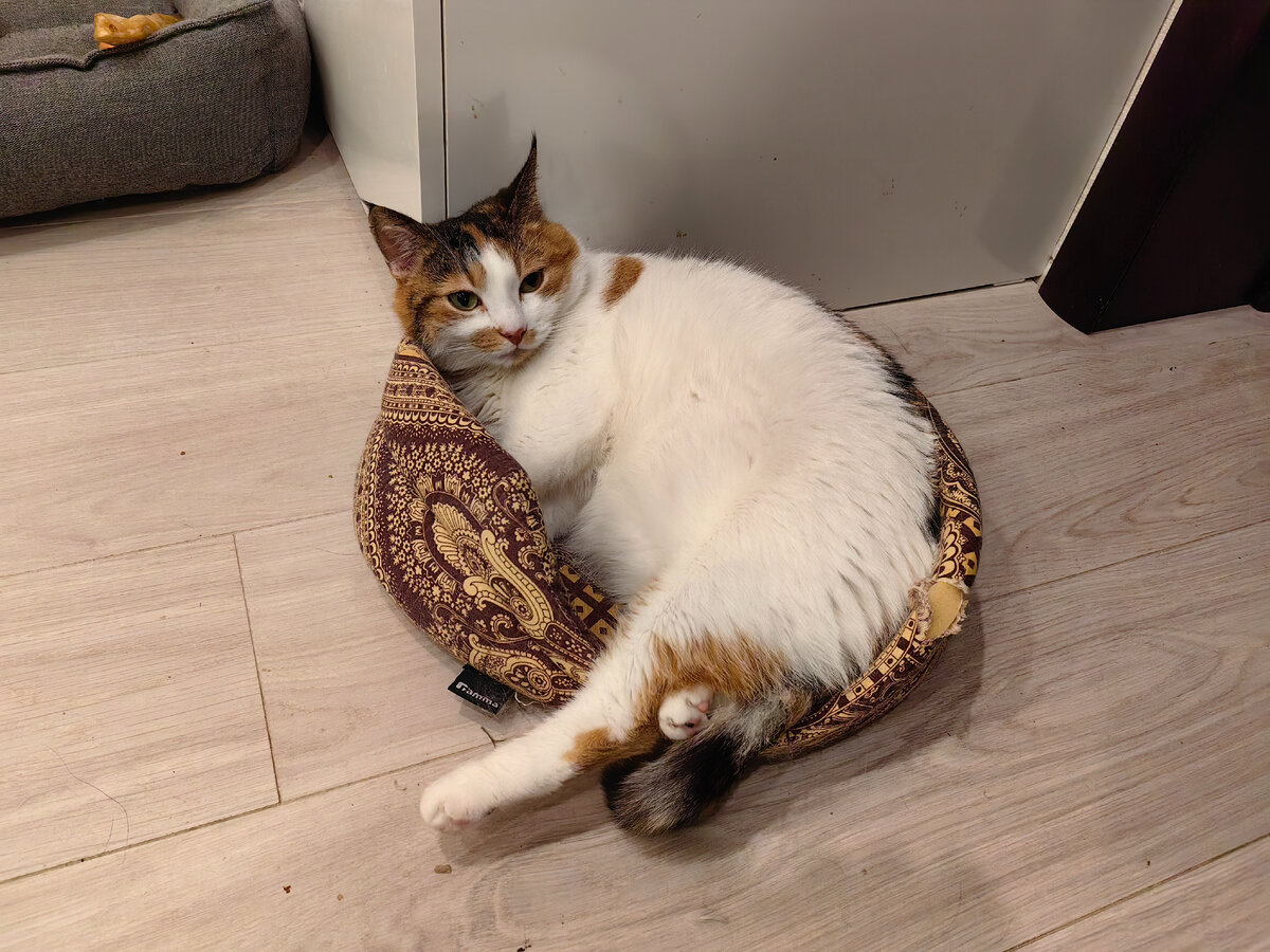 Тигра в любимой старенькой лежанке 