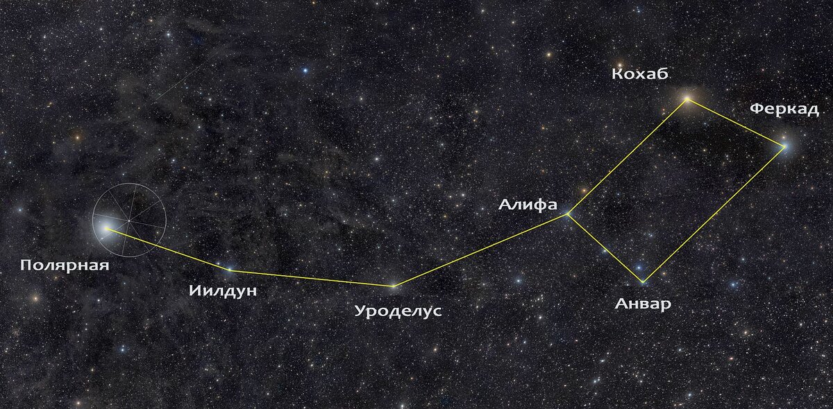 Звезды Малой медведицы. Круг — суточная окружность, которую описывает Полярная вокруг Северного полюса мира