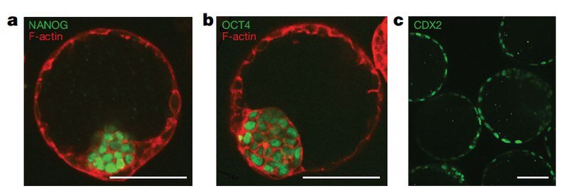 Развитие бластоцисты / Nature