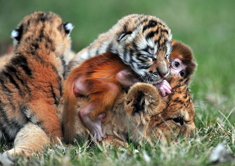 Детеныши животных. Львята и тигрята. Милые Детеныши животных. Маленькие тигрята и львята. Детеныши дикой природы