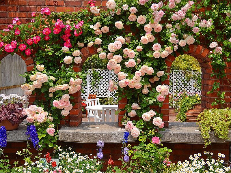 Плетистые розы для арки – Строительство коттеджей и новые проекты домов