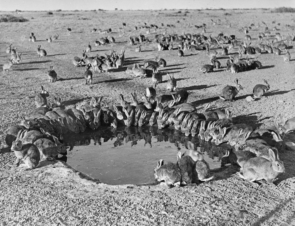 Кролики вокруг водоёма в карантинном лагере на острове Варданг, 1938 год