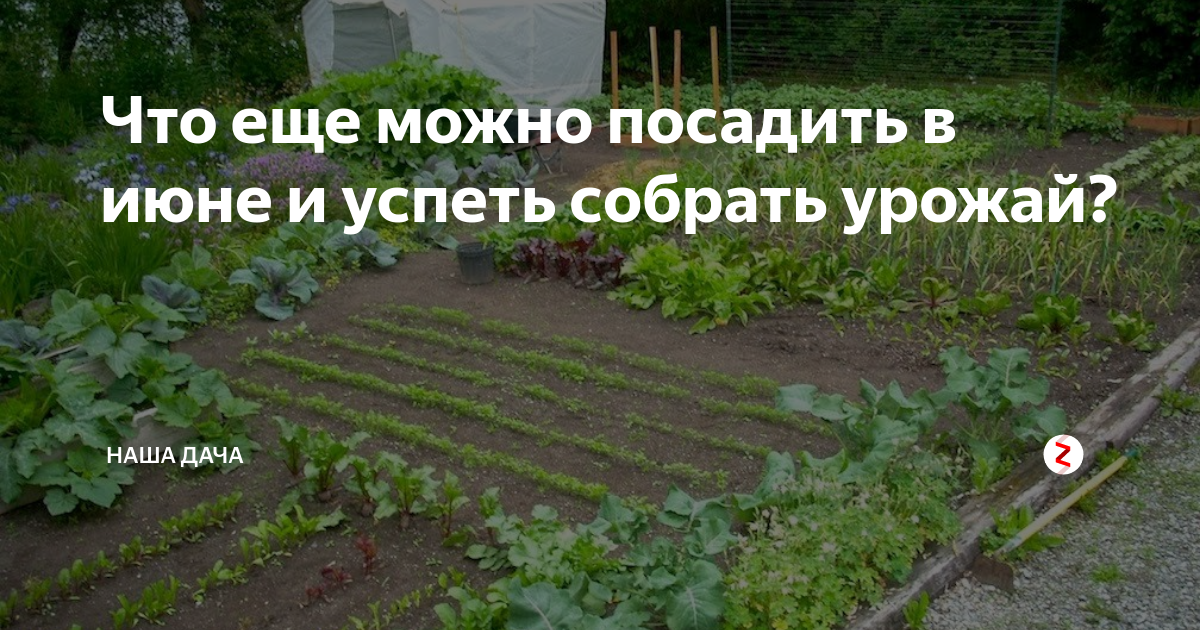 Что будет в конце июня. Что можно посадить в конце июня. Что можно сажать в июне. Что посеять в июне. Что можно сажать в середине июня