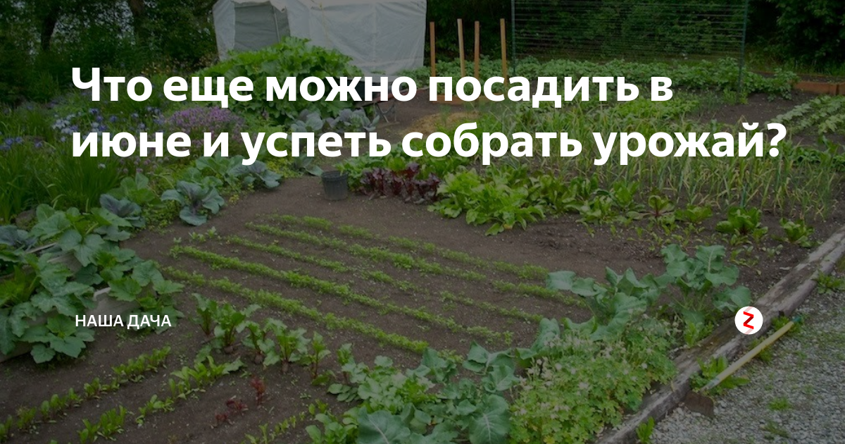 В какие дни можно посадить. Что можно посадить в конце июня. Что можно сажать в июне. Что посеять в июне. Что можно сажать в середине июня.