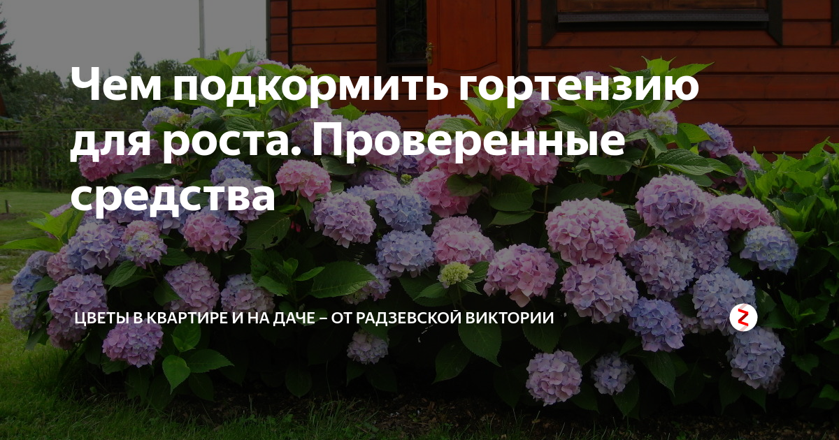 Схема удобрений для метельчатой гортензии. Подкормить гортензию. Подкормить метельчатую гортензию. Удобрение для гортензии метельчатой.